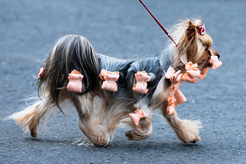 Yorkshire Terrier