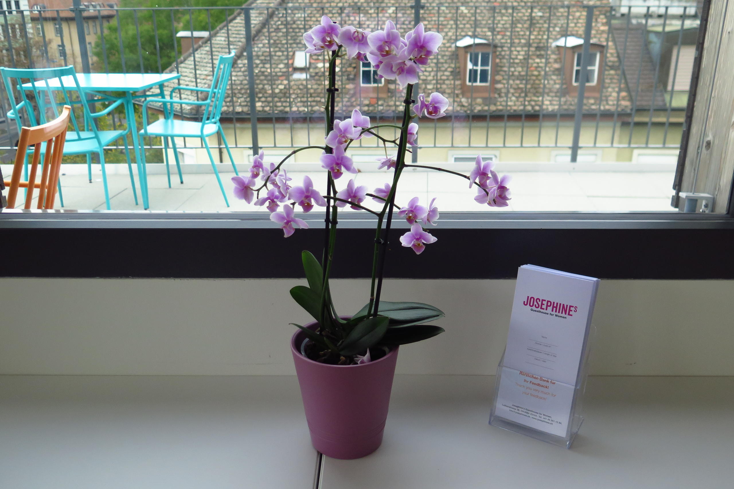 Orquídea en maceta junto a una ventana