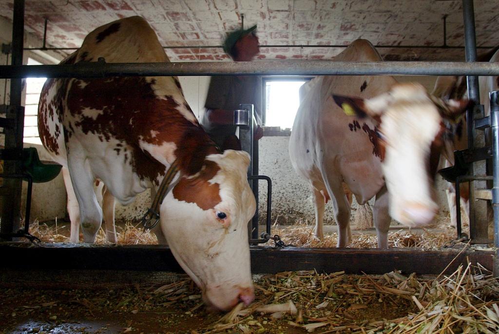 Cows on a Swiss farm