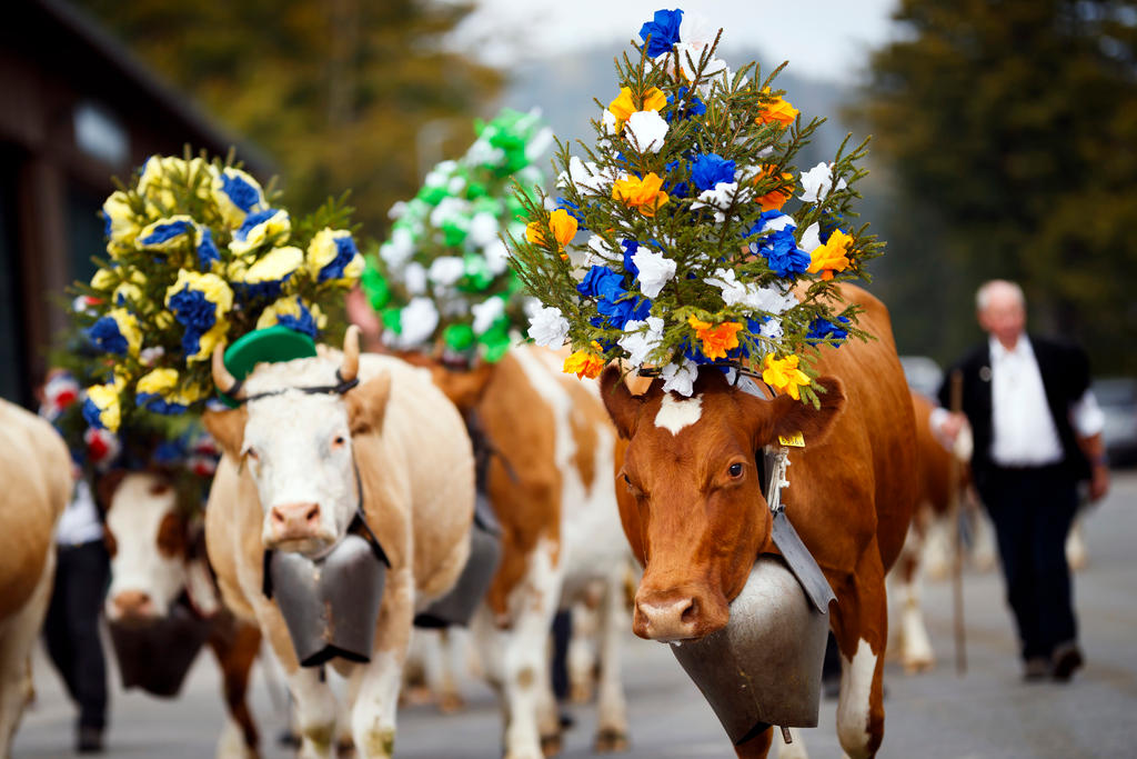 Des vaches durant la désalpe vers Nyon