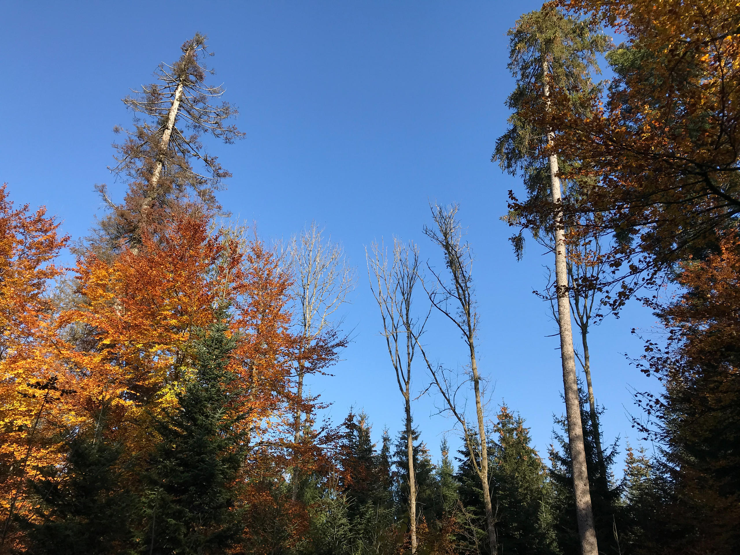 trees and sky