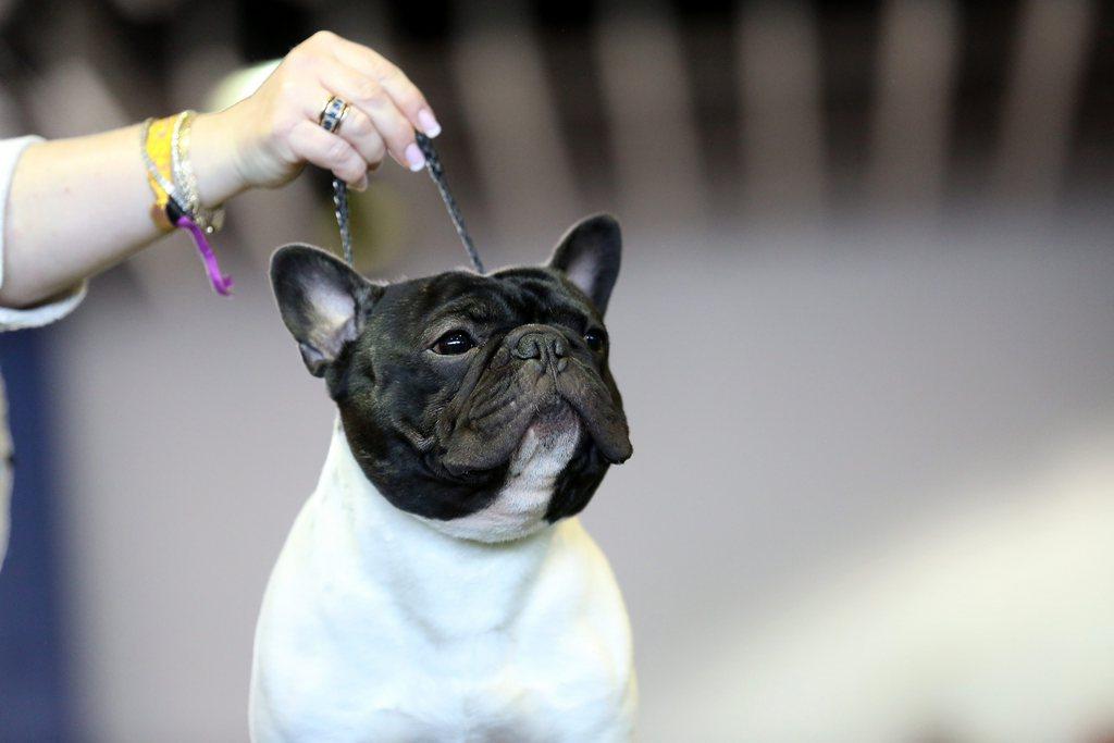 Französische Bulldogge