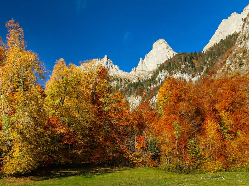 Золотая осень на фоне белых склонов Курфирстена.