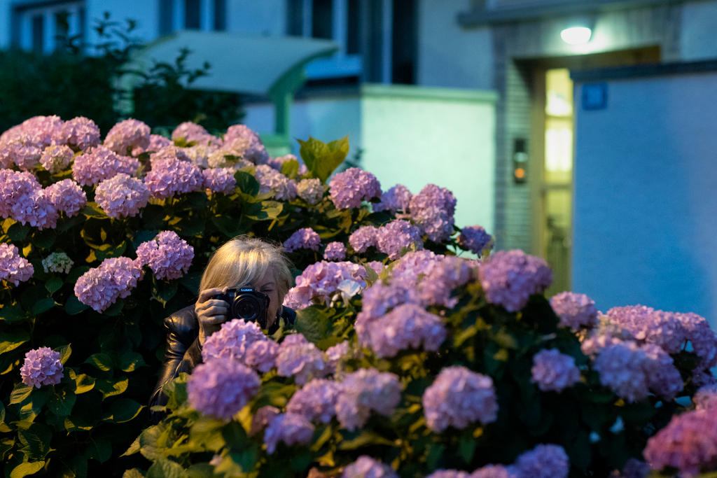 Una mujer con una cámara escondida entre hortensias