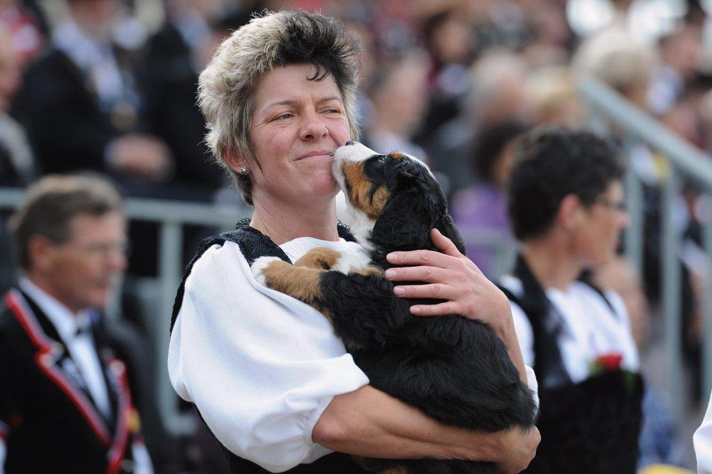 Berner Sennenhund