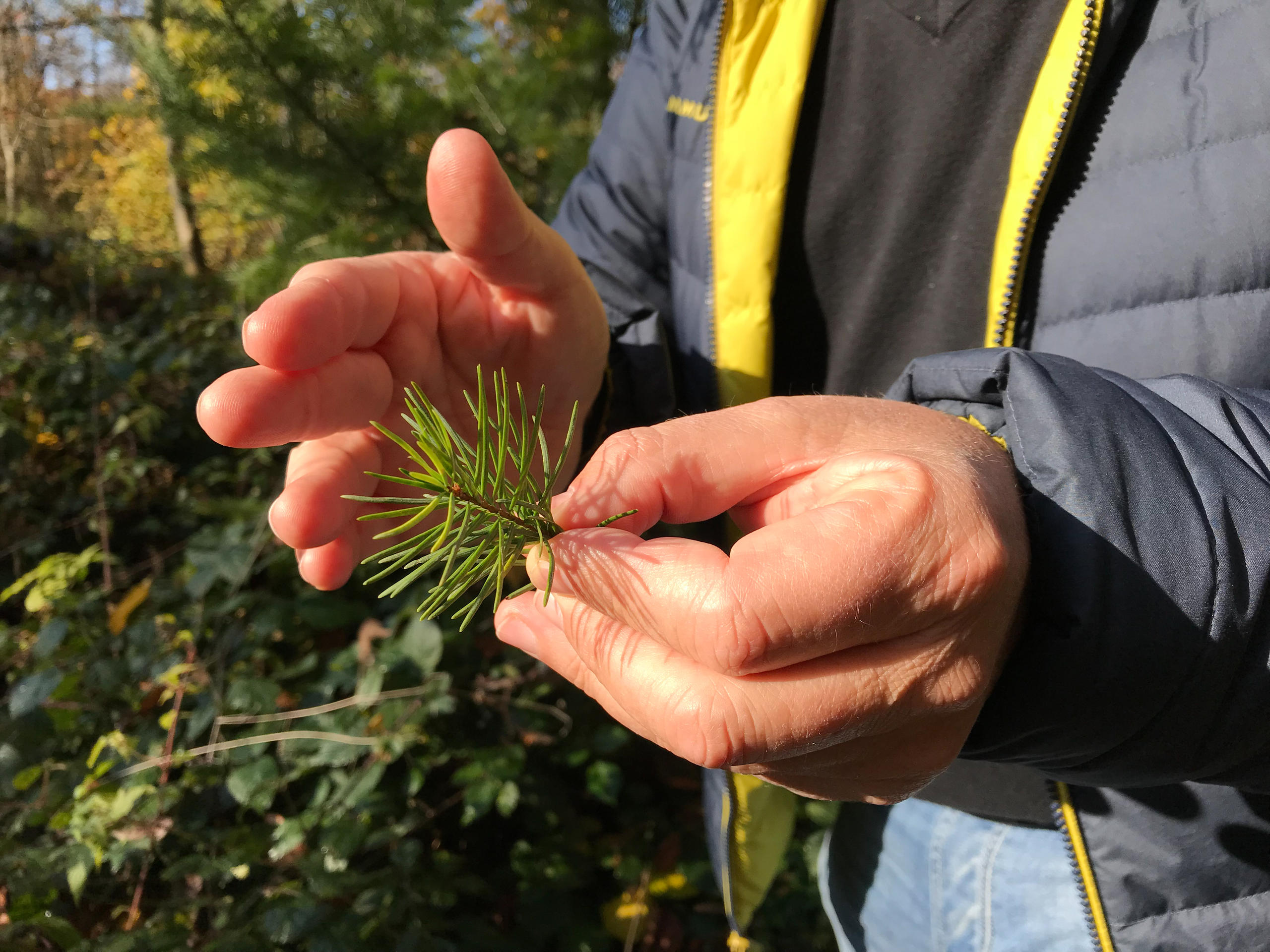 hands holding tree sprig