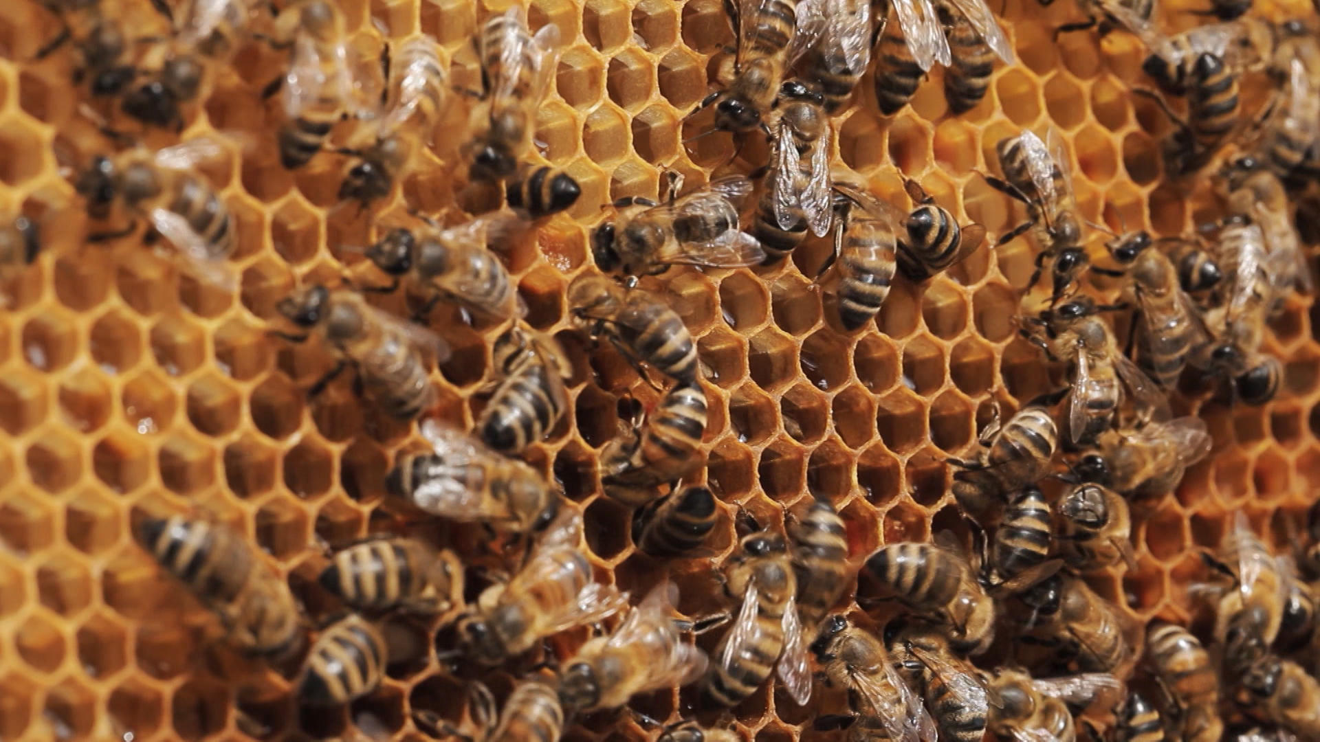 Bees making honey