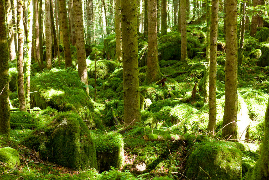 Woodland