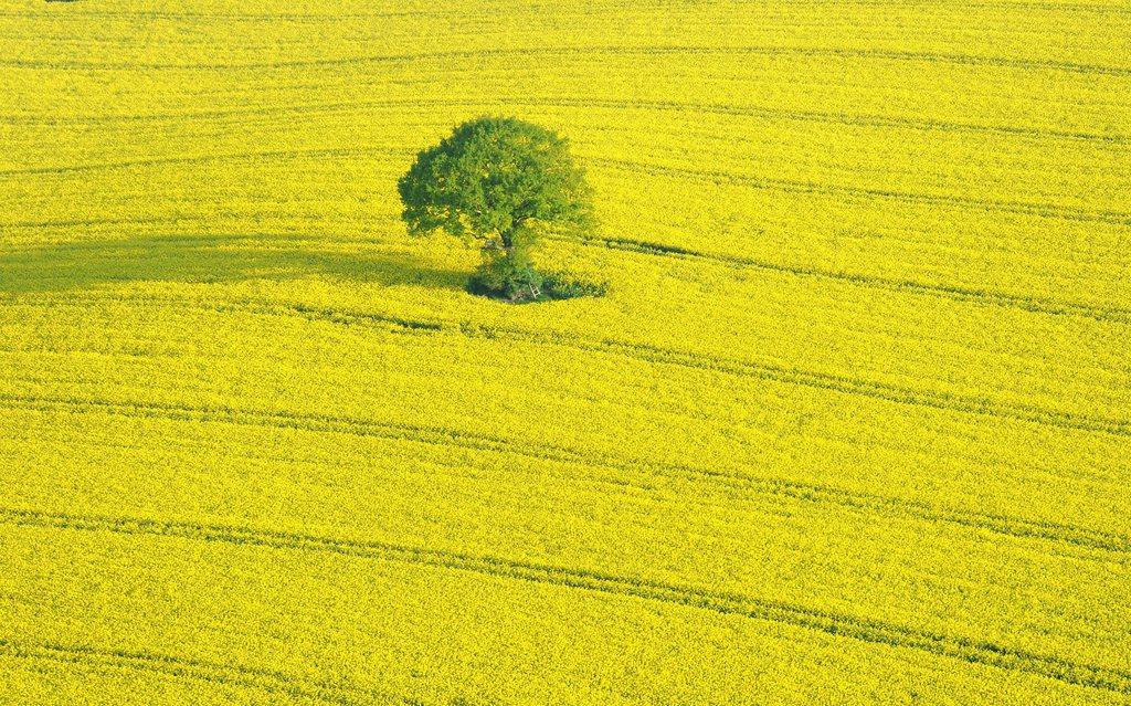 Campo di colta dall alto