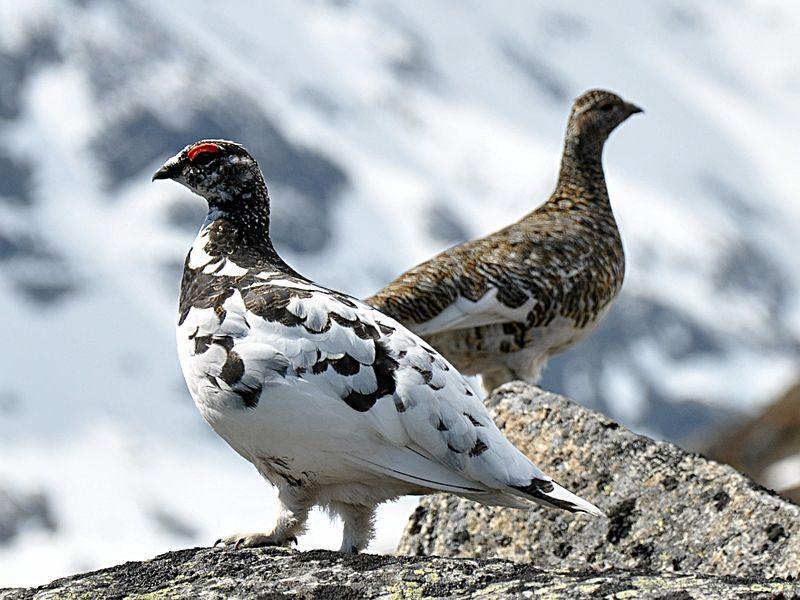 due uccelli su una roccia