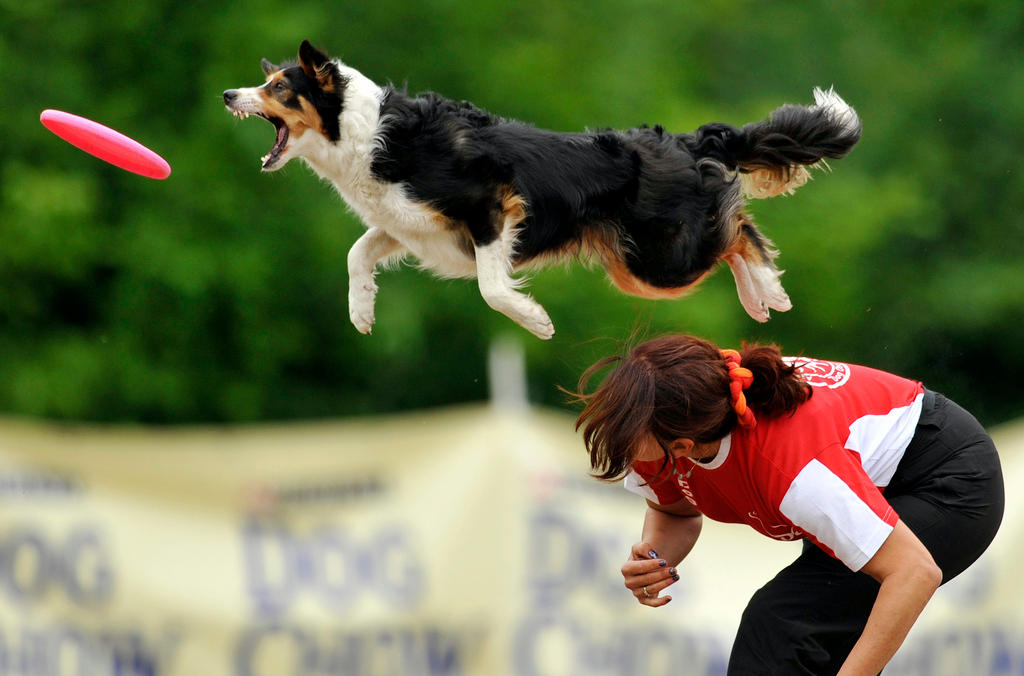 Border Collie