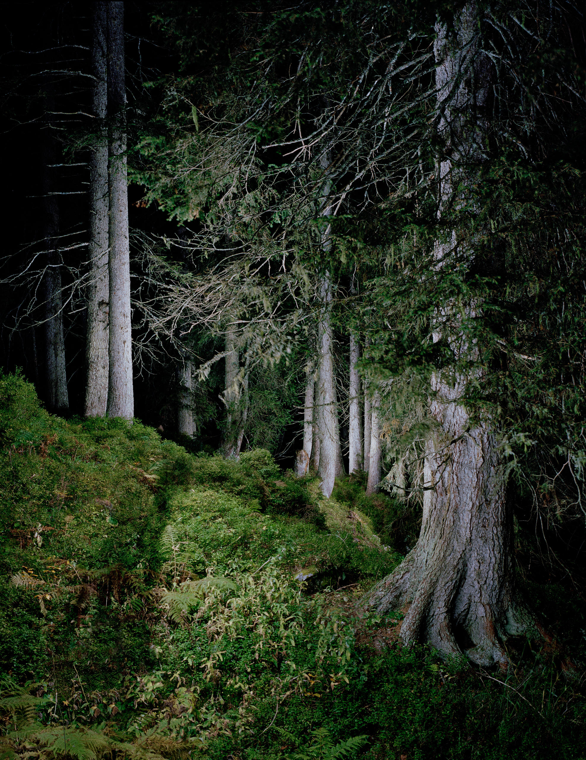 forest at night