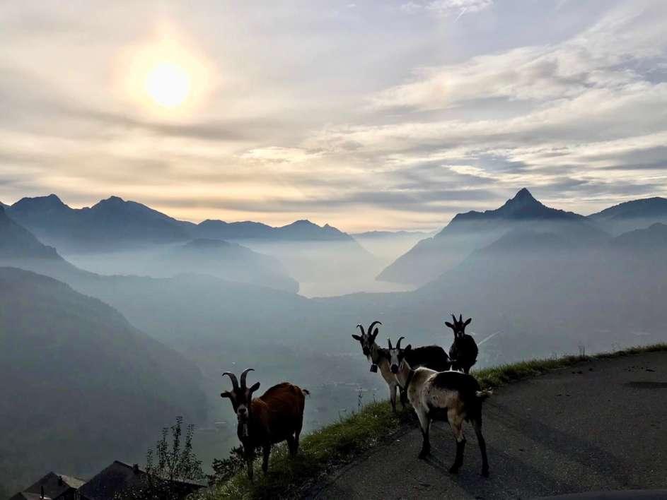 Mountain goats in Huserenberg.