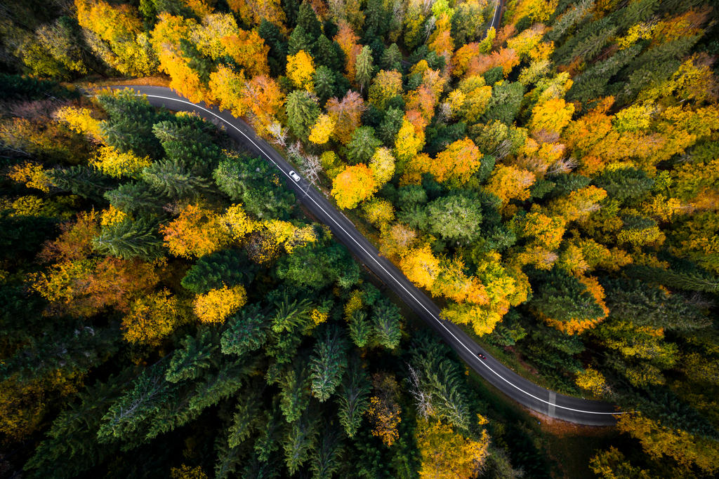 Autumn trees