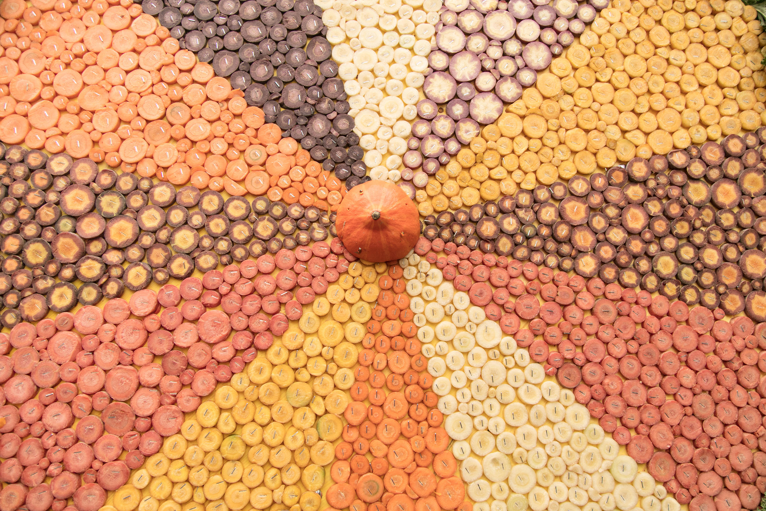 Une mosaïque de carottes coupées en rondelles.