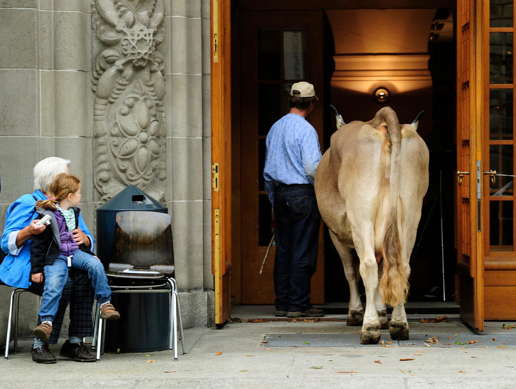 un uomo accompagna una mucca all interno di un edificio