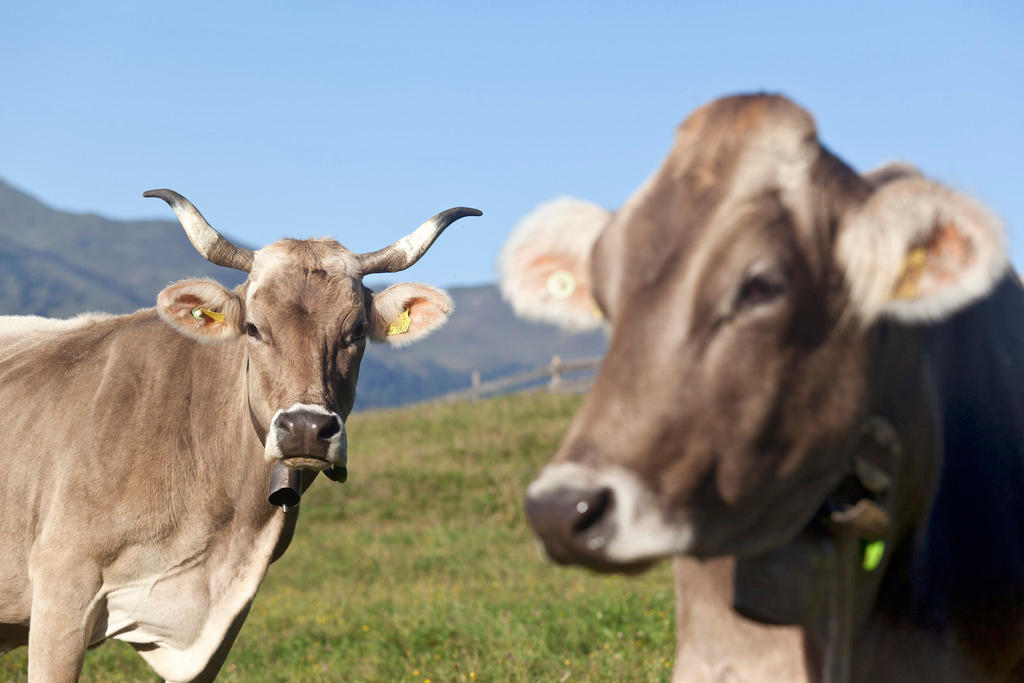 Una vaca con cuernos y otra sin cuernos