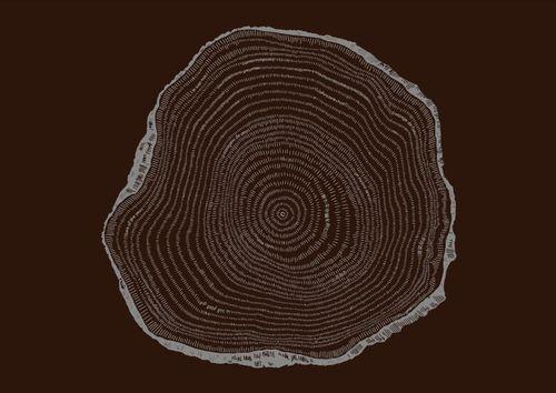 image of chestnut tree rings
