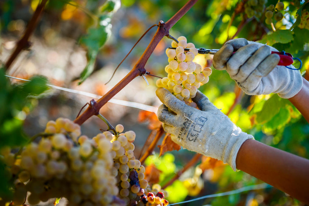 grapes