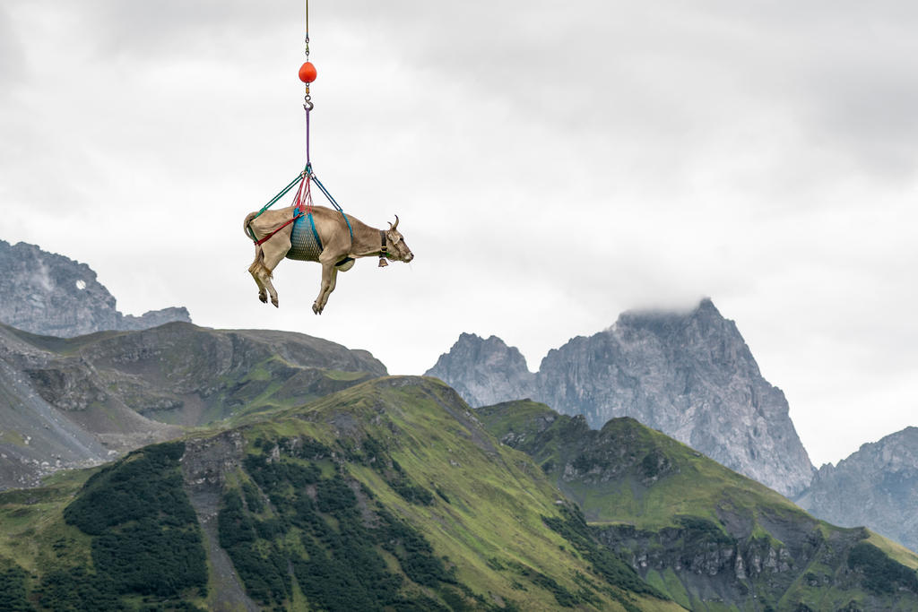 Kuh fliegt durch die Luft, sie wird von einem Helikopter talwärts gebracht.