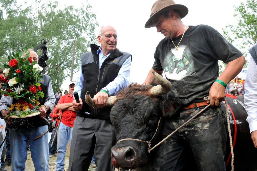 due uomini e una mucca
