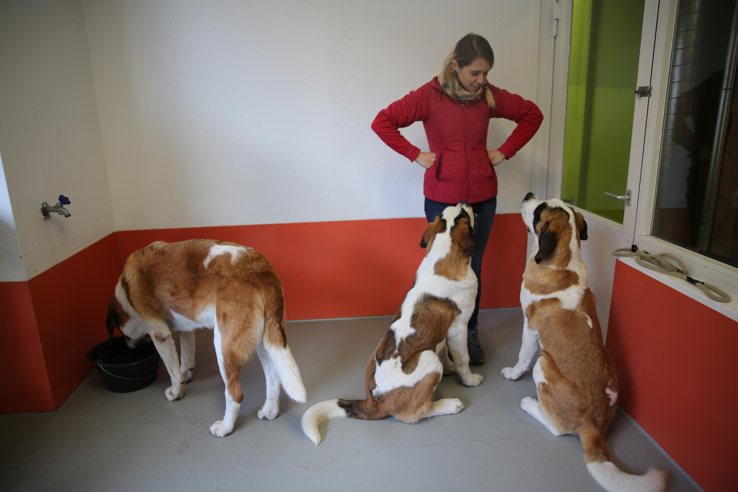 Dogs