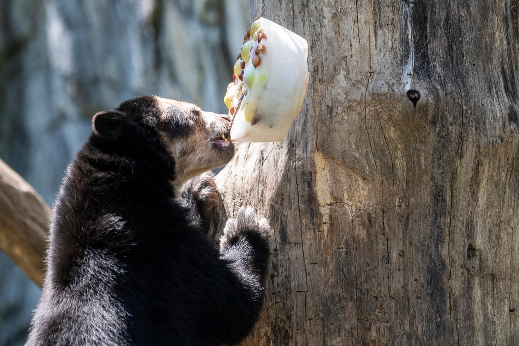 熊吃冰激凌