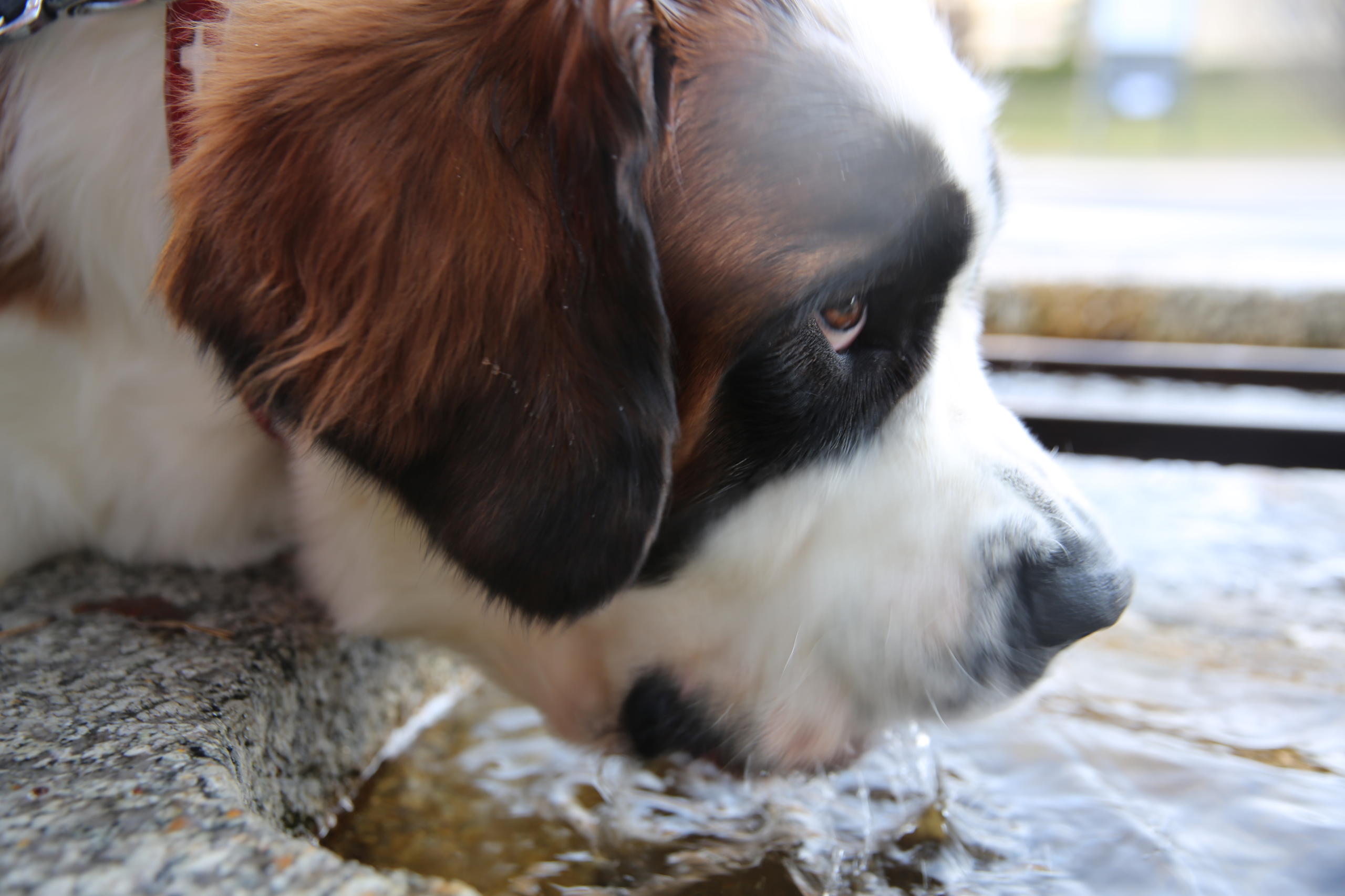 dog drinking water