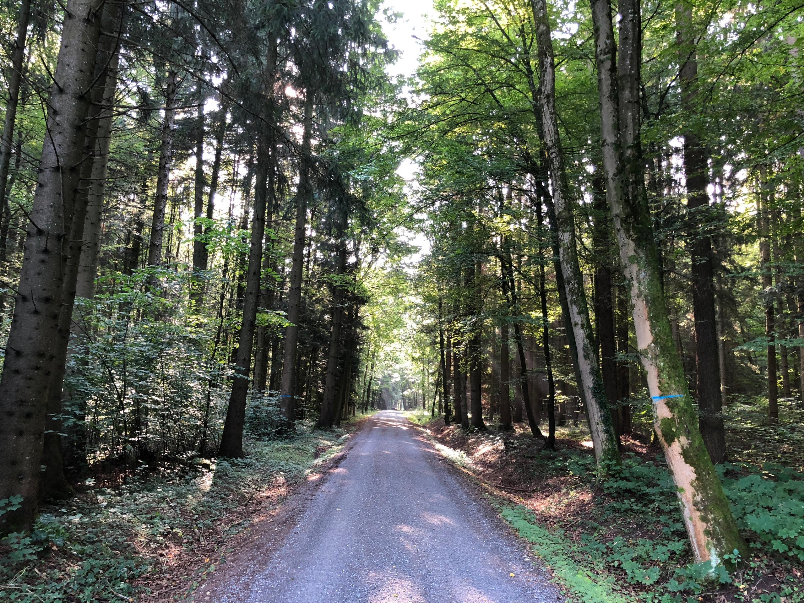 path in forest