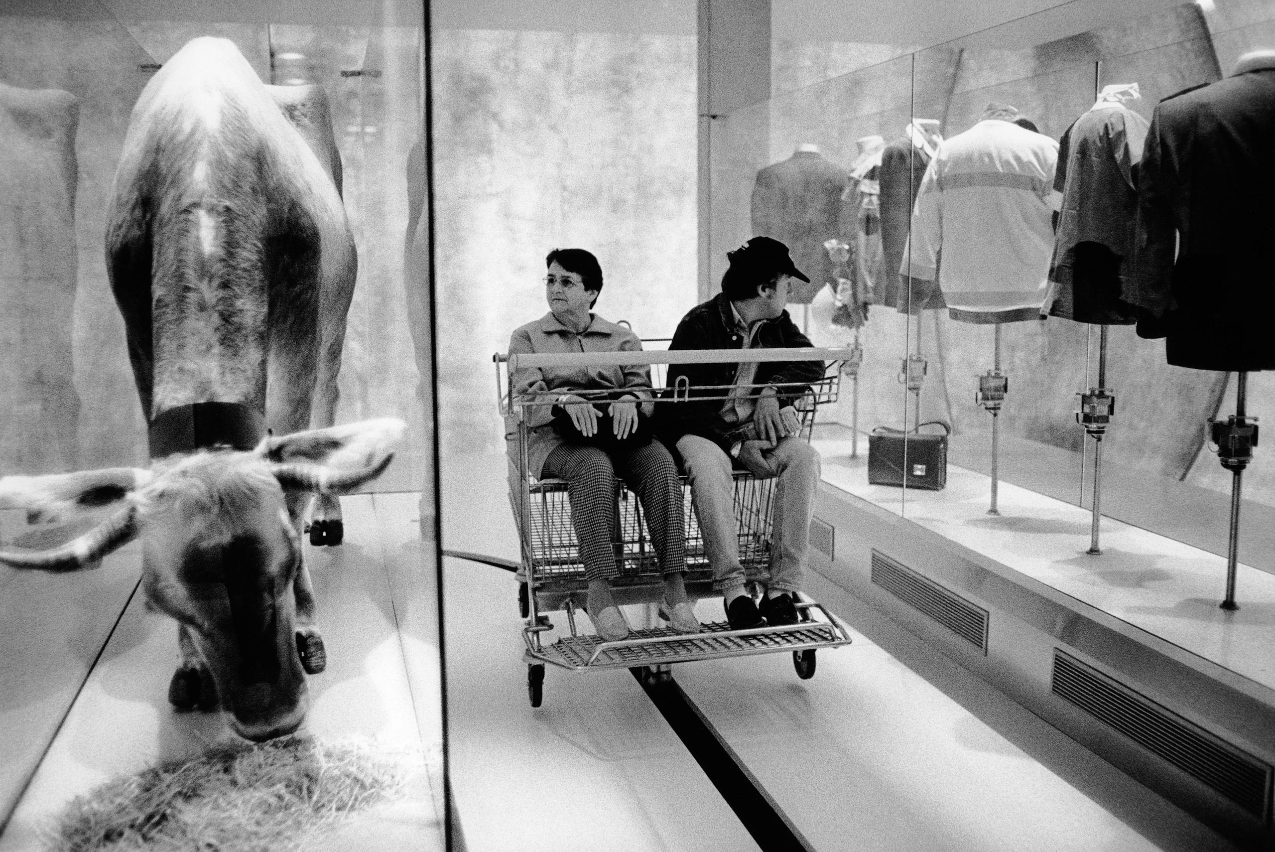 Una vaca y, en otra imagen, una pareja sentada en una silla de ruedas doble