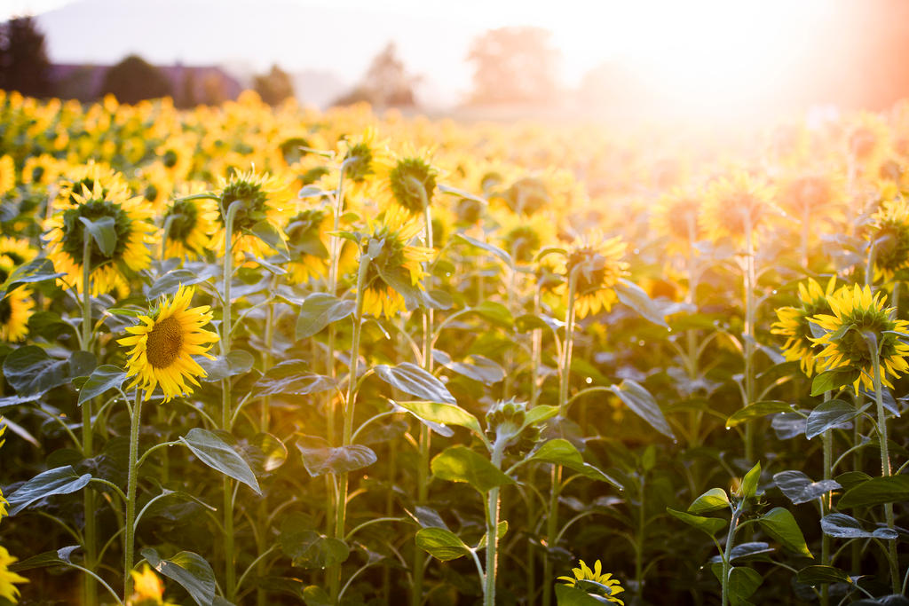 Sunflowers