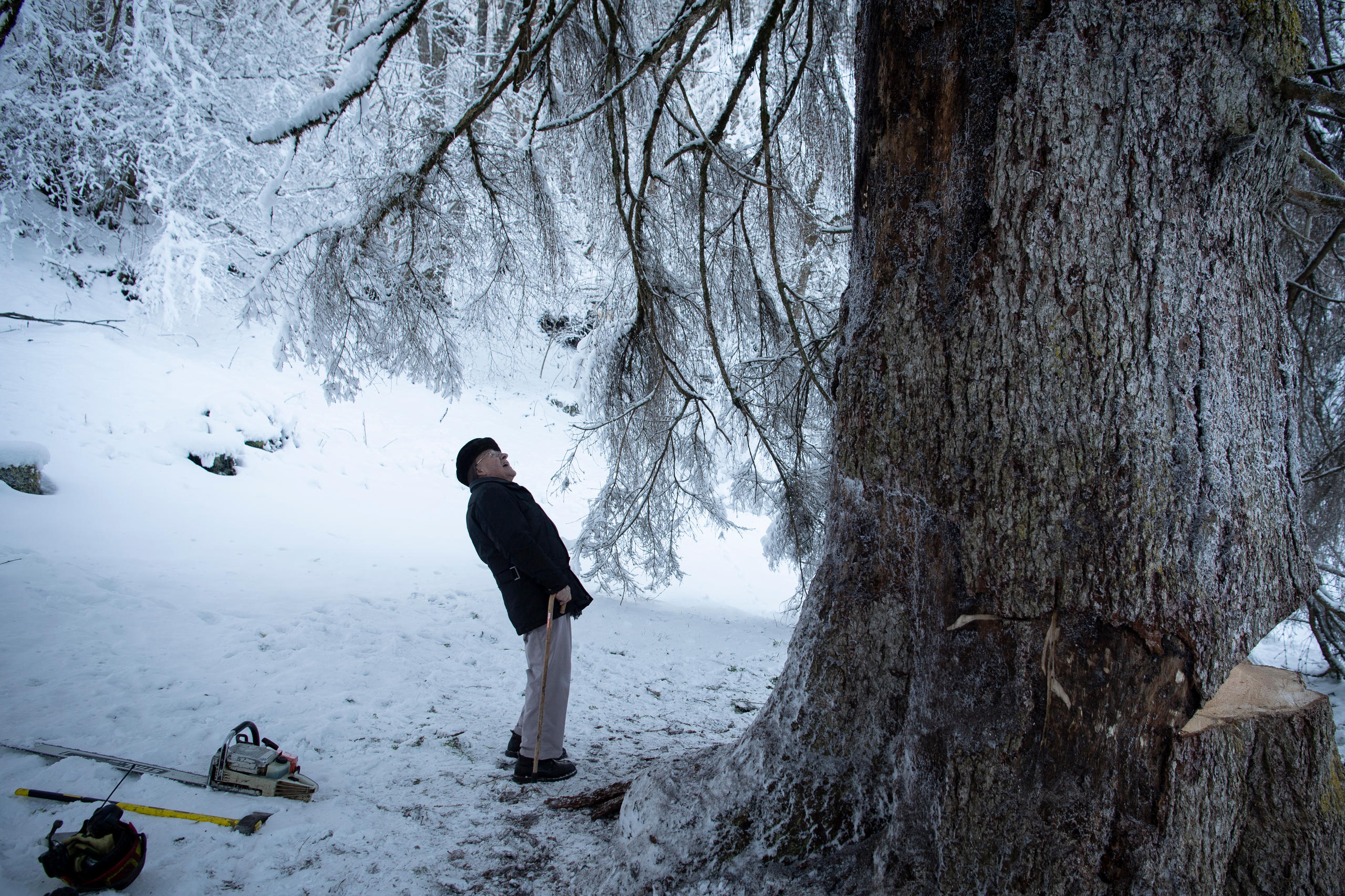 Un hombre mayor observa un árbol