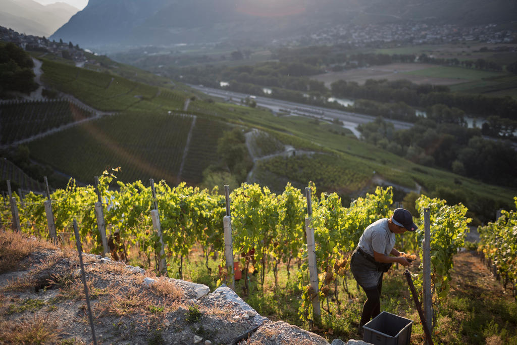 Vinyard in Switzerland