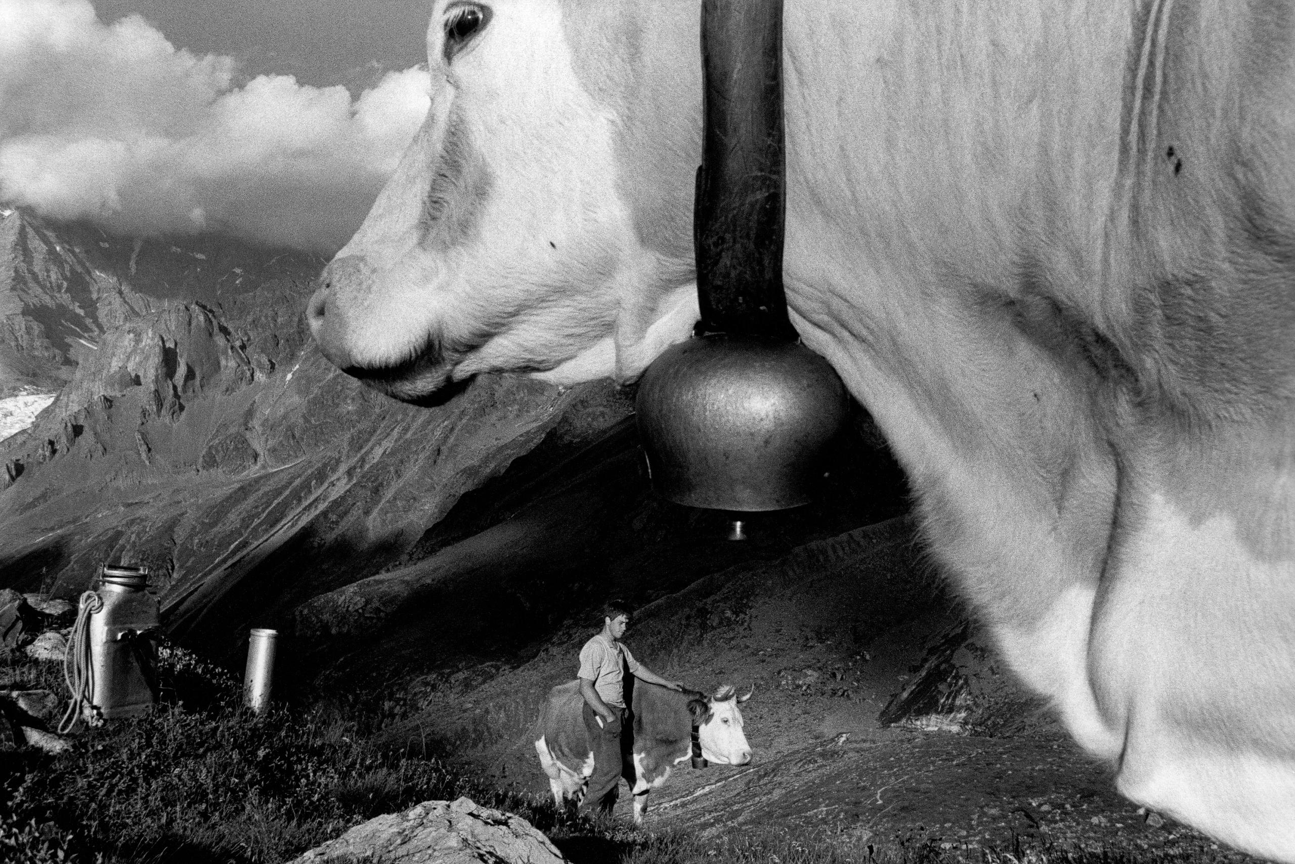 Imagen alpina con un hombre y unas vacas