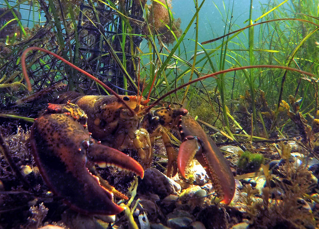 lobster on sea bed