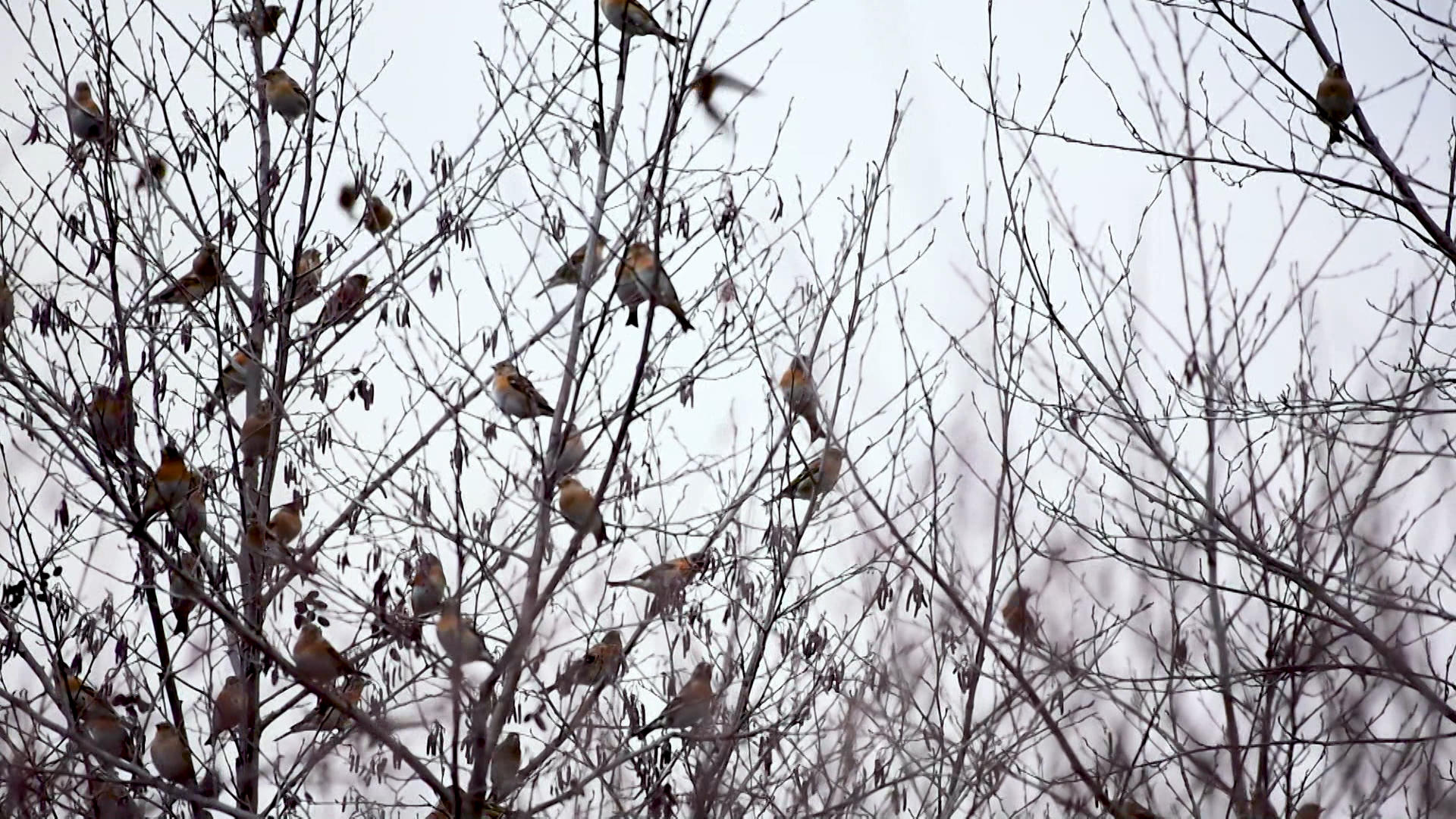 Migratory birds in the Swiss Jura