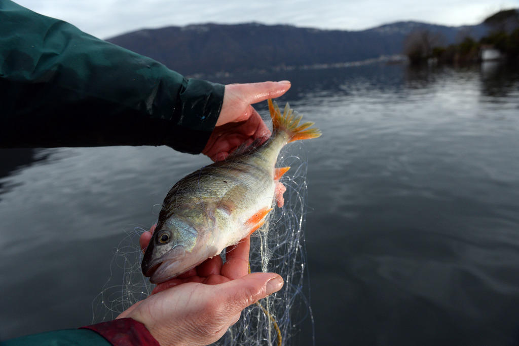 Un pesce persico in mano a un pescatore che lo ha catturato nel lago Ceresio