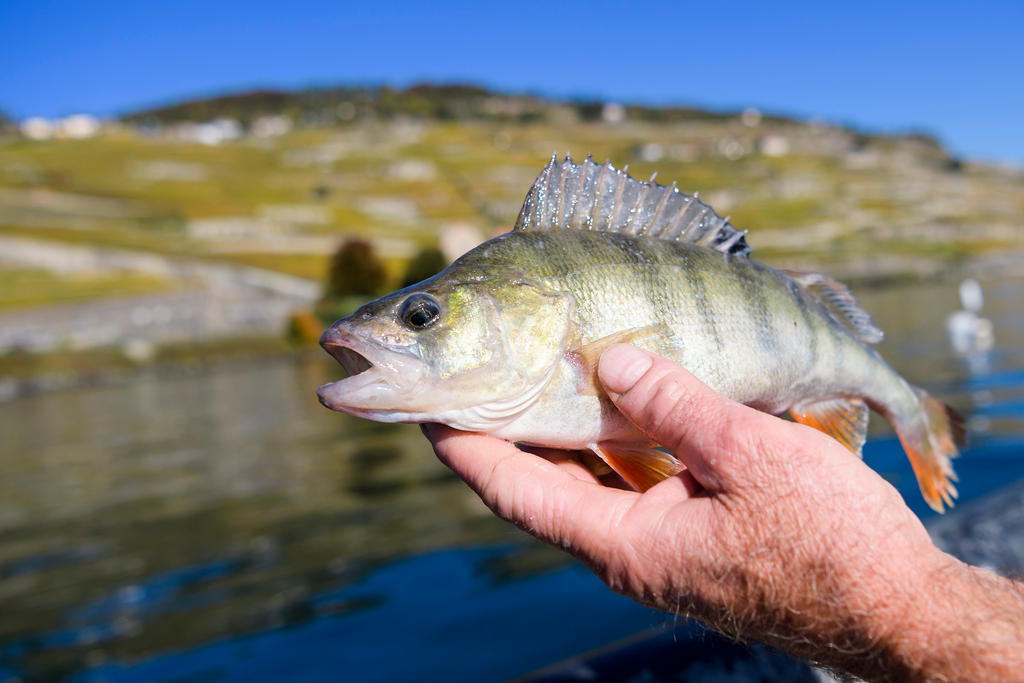 A perch caught on Lake Geneva in 2017