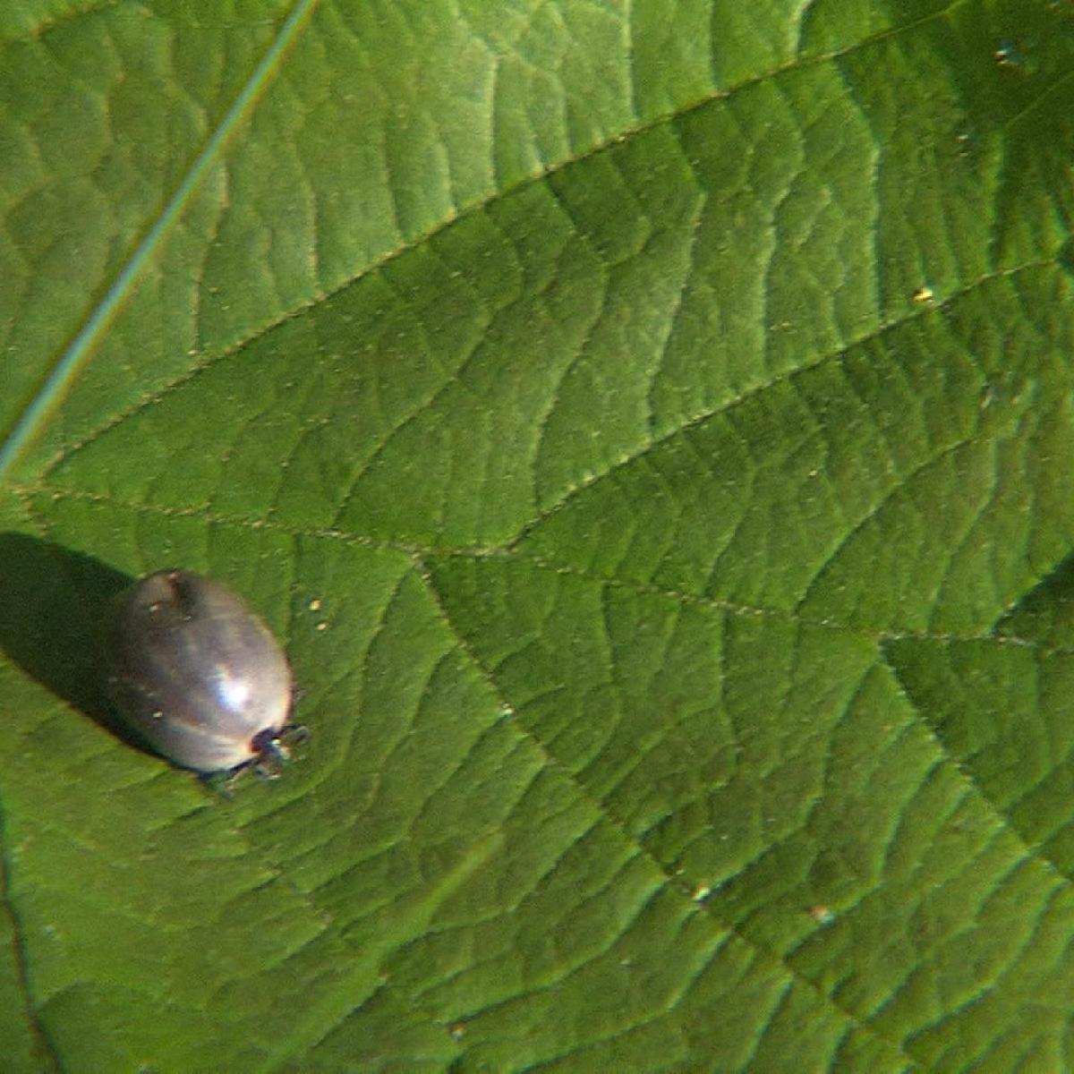 瑞士敦促民众及时接种蜱传脑炎疫苗