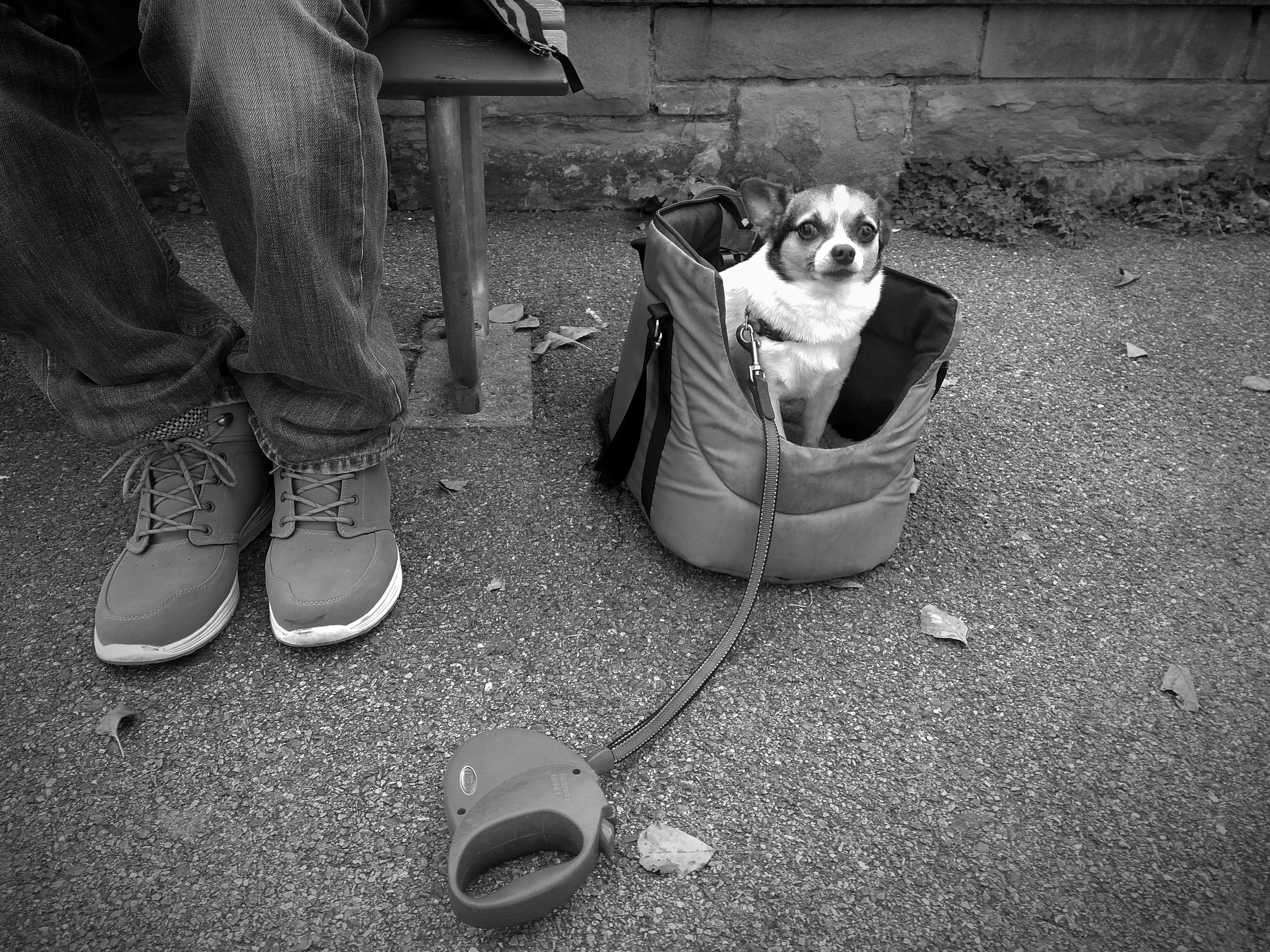 Dog in Bag