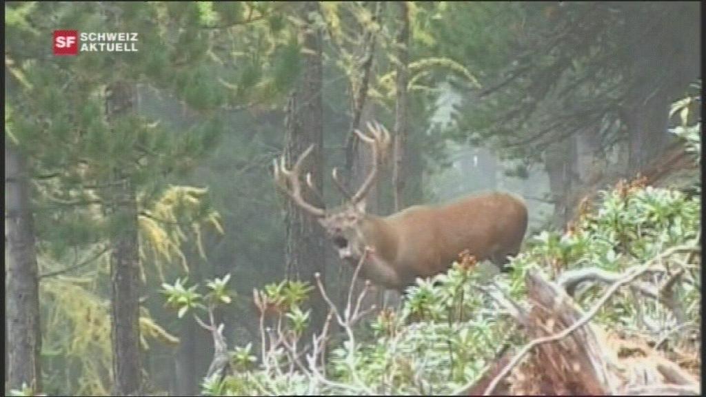 Screaming stag in a forestScreaming stag in a forest