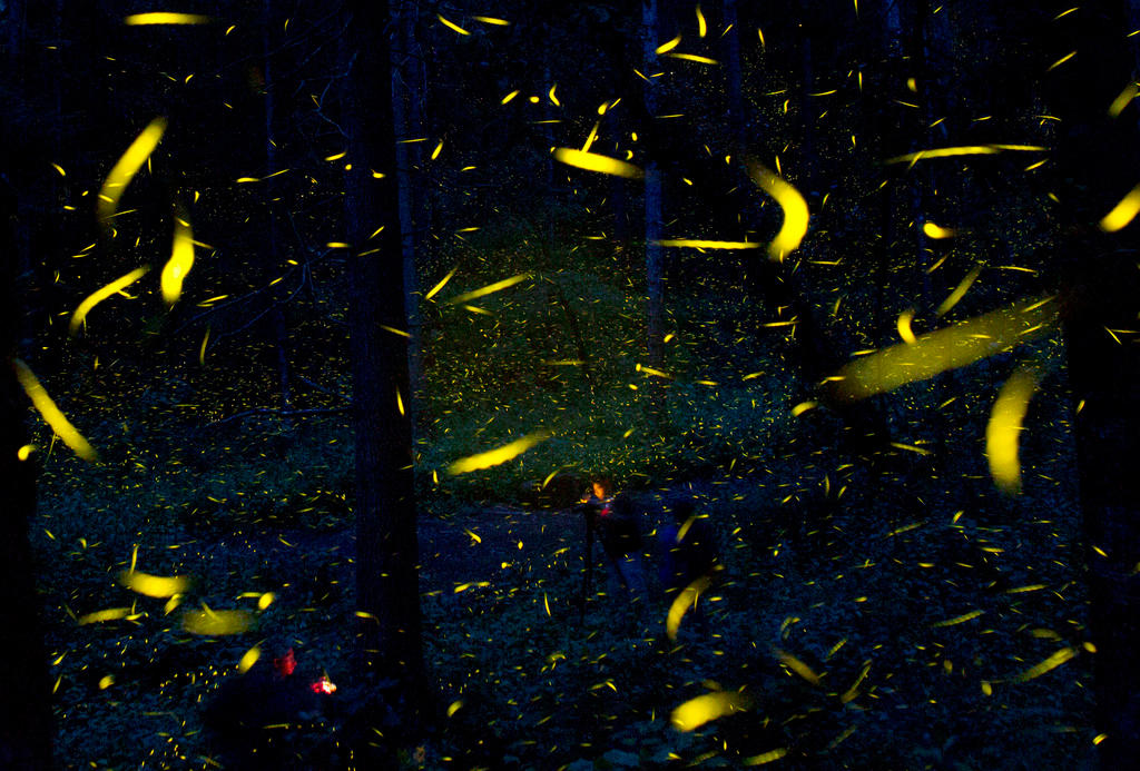 fireflies light up the night sky