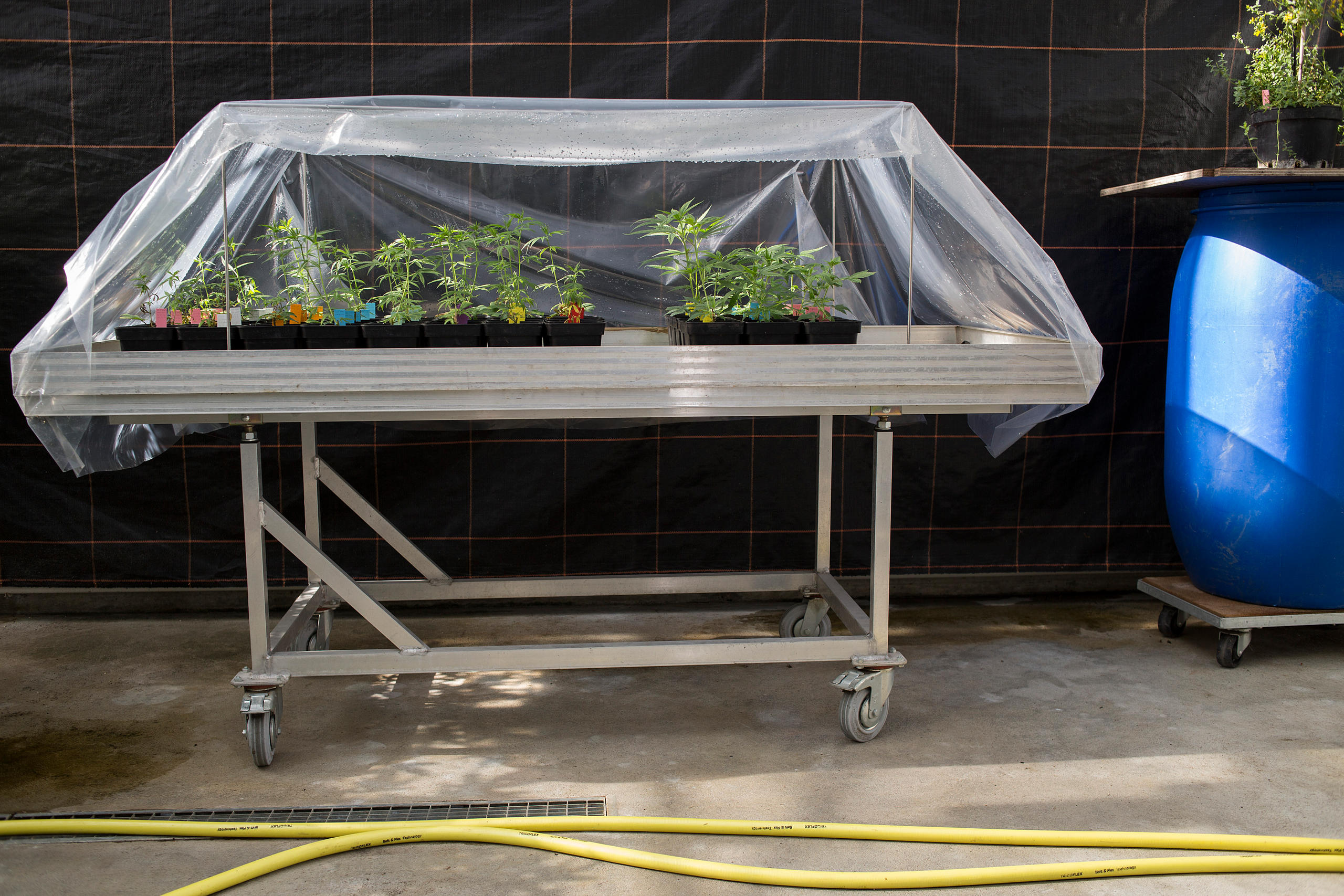 Plantes de cannabis