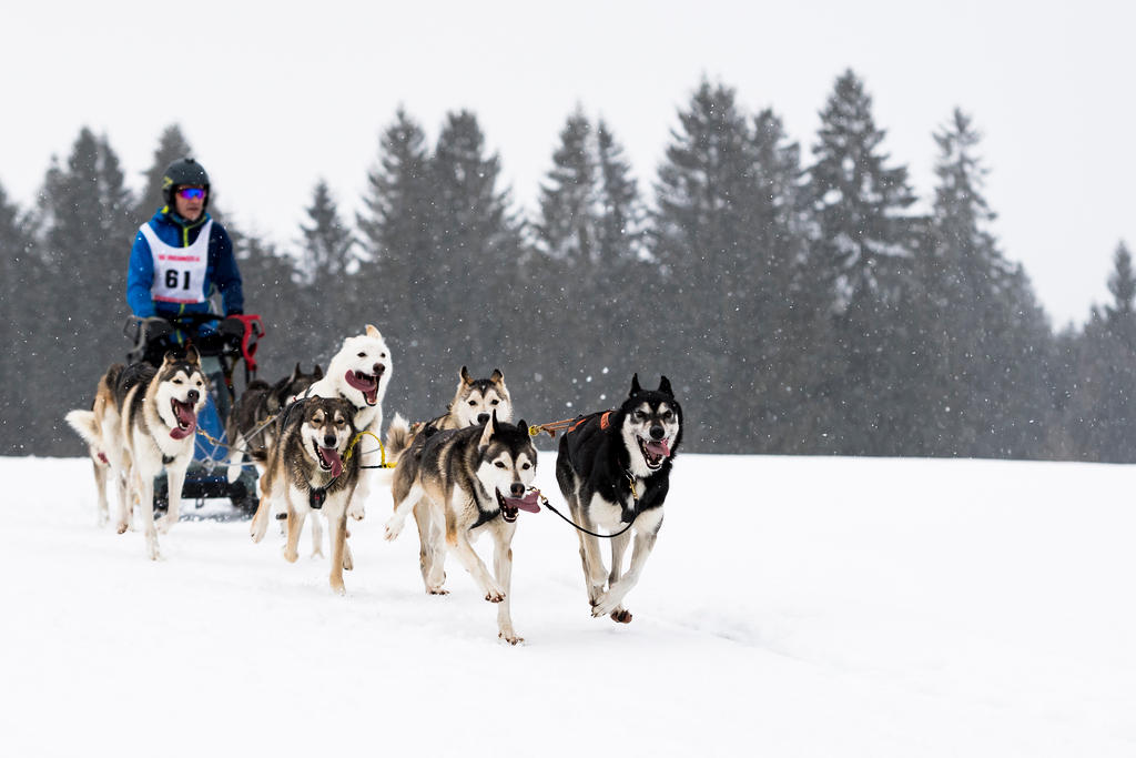 Slitta trainata da cani