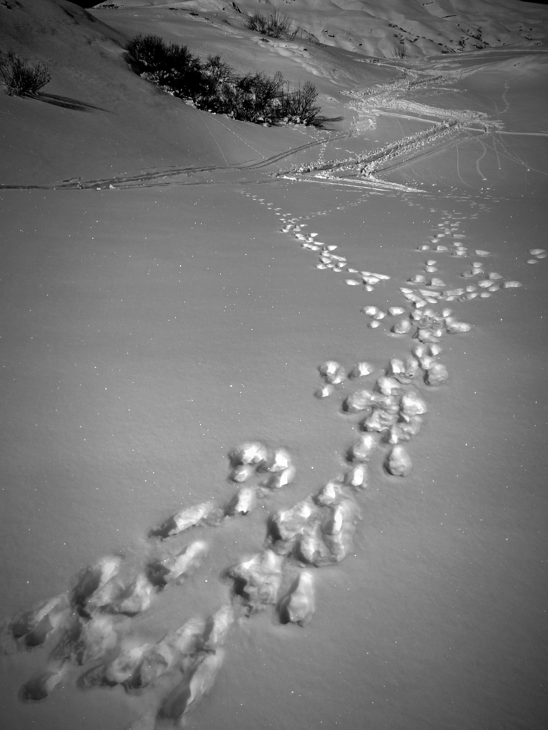 Steps in fresh snow