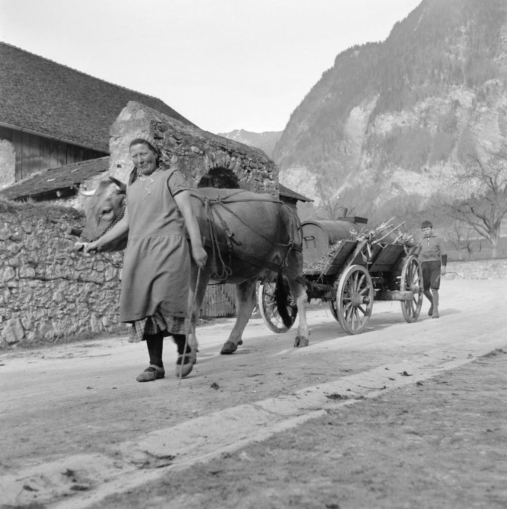 Bäuerin mit Kuhgespann und Jauchewagen.