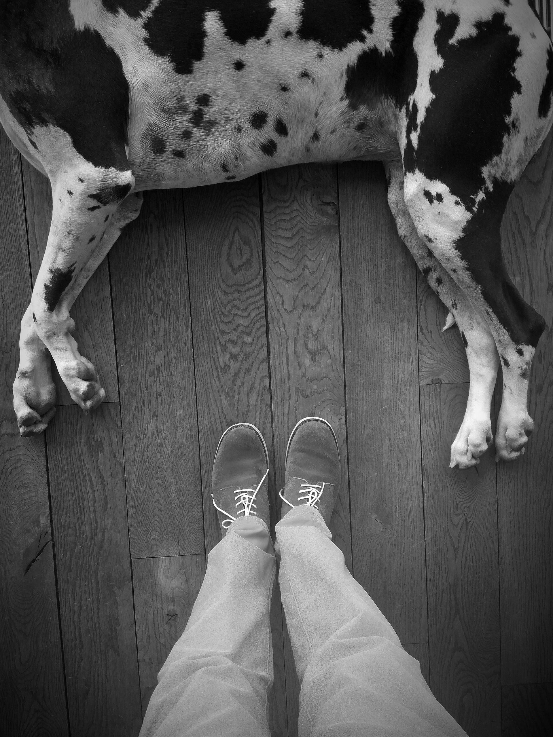 Feet and Dog