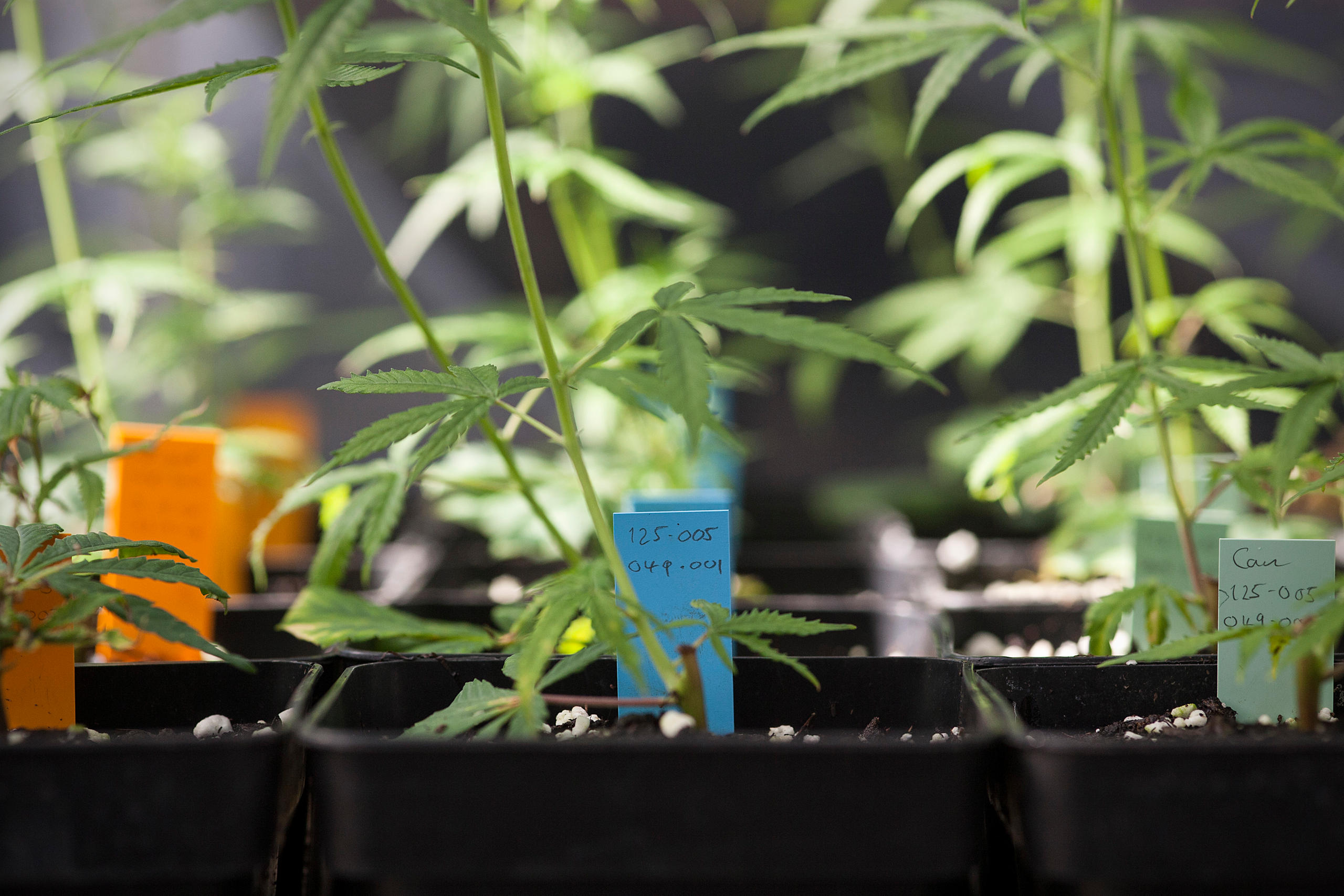 Plantes de cannabis