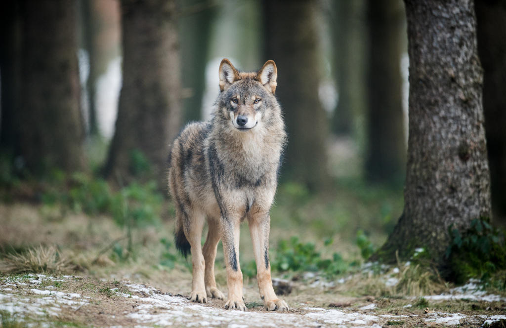 wolf in forest