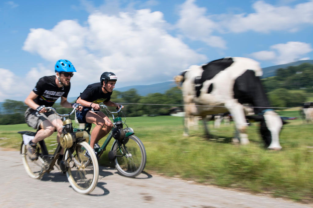 Persone su velosolex, mucca sullo sfondo